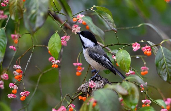 How Does Environmental Psychology Impact Performance in Outdoor Sports?