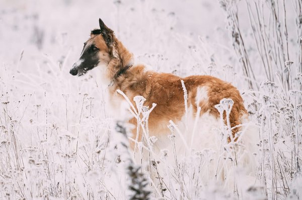 How to Create a Safe and Stimulating Indoor Exercise Routine for a Sighthound?